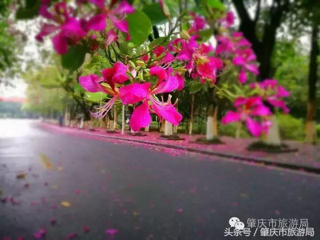 西大下了一场雨,美翻了整个肇庆!