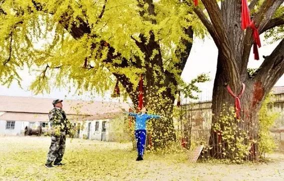 银杏老树叶有没有药用价值,冬天掉落的老银杏叶可入药吗