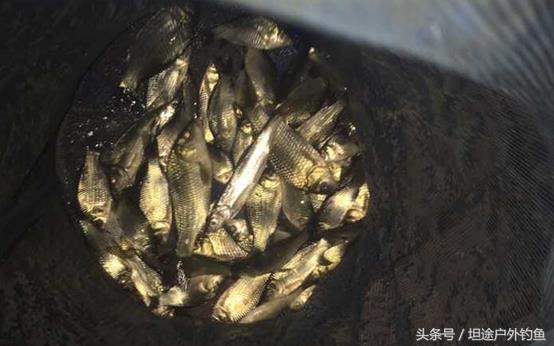 六君子钓鱼药酒中药配方,强效版药酒配方