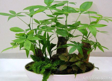 发财树叶子黄了怎么养殖,发财树叶子黄了怎么养护