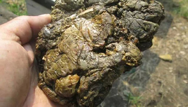 蜂胶在日本现代医学被称为什么,现代蜂胶使用视频