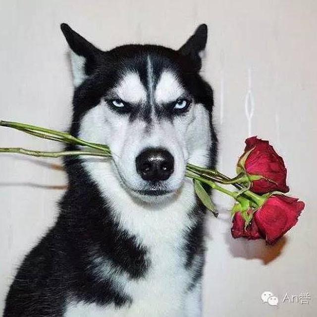 宠物篇100天,宠物篇合集