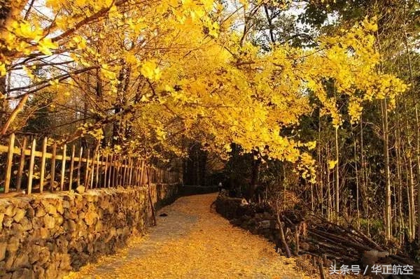 乐山最美银杏打卡地,中国最美十大银杏观赏地