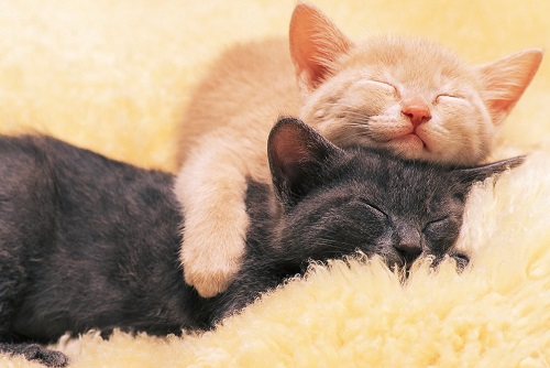 猫咪睡觉警觉,猫咪睡觉最警觉