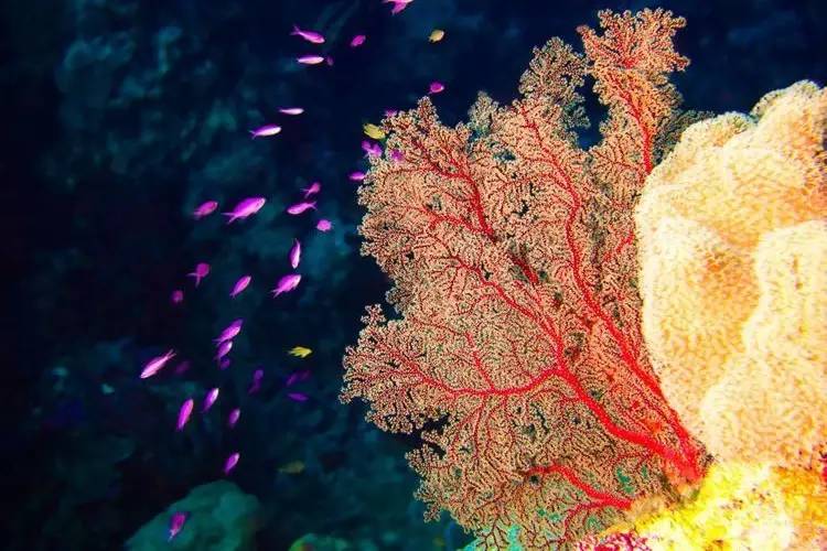 帕劳上帝水族馆介绍,帕劳上帝水族馆攻略