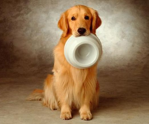 养金毛犬的冷知识,金毛犬的养护知识