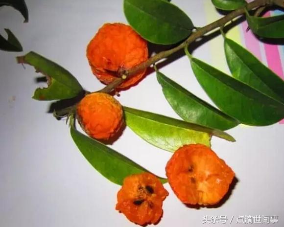 生长在山野的“山荔枝”俗称“黄鸡卵”，它的药用功效还真不少