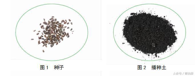 育苗盆如何播种种子,花卉种子播种方法有3种