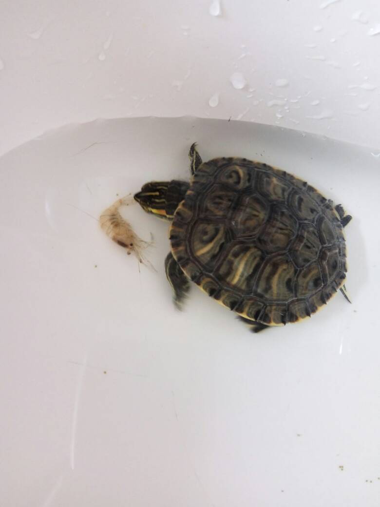 沙漠里有一只巴西龟,博学多才的一只巴西龟