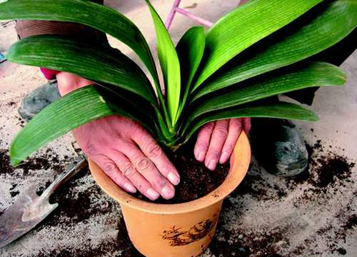 想养好君子兰必须用营养液吗,想要君子兰长得好施什么肥料