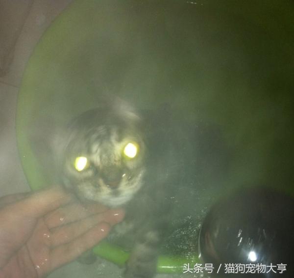 猫猫脾气不好怎么改善,猫猫脾气不好怎么办