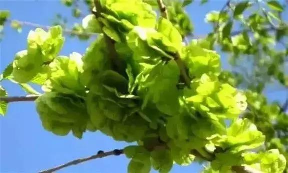 东北人的最爱,东北人的最爱东北大冻梨