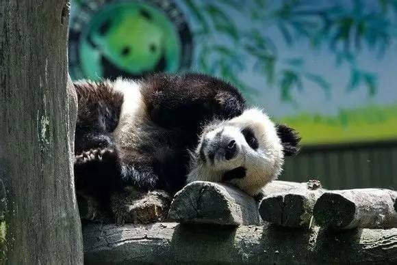 四川大熊猫栖息地在哪个位置,3分钟了解四川大熊猫栖息地