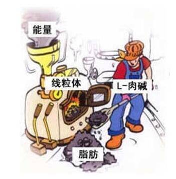 左旋肉碱真的能瘦吗,左旋肉碱吃多长时间才能瘦下来