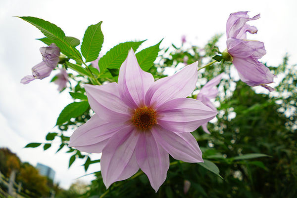 索尼fe24mmf2.8二手,索尼正式发布fe24-70mmf2