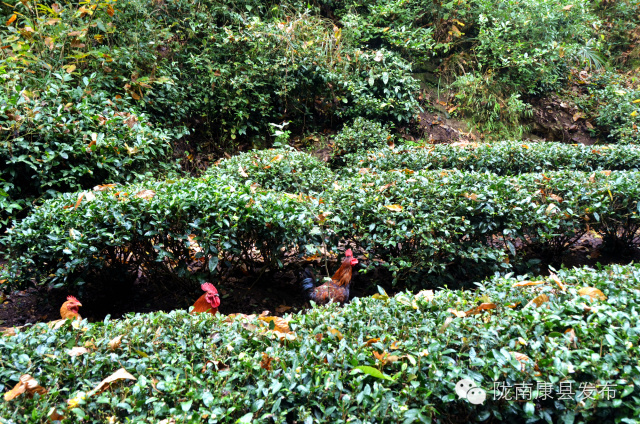 阳坝：遗落在时光深处的慢生活