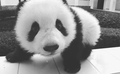 四川大熊猫栖息地在哪个位置,3分钟了解四川大熊猫栖息地