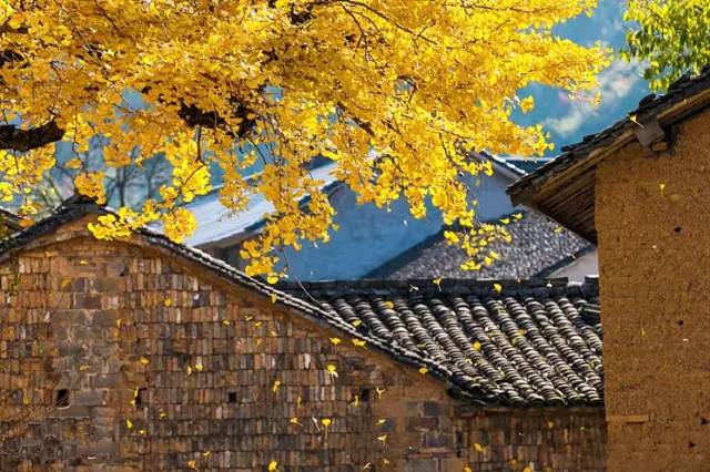 时已立冬,浙些美景再错过就要等明年了!