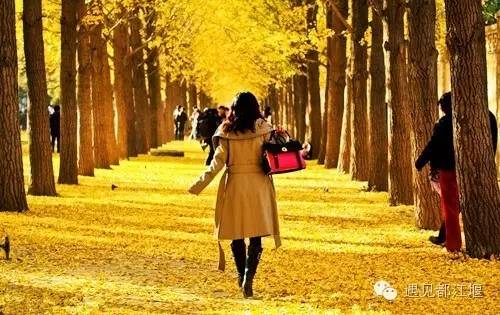 成都西部银杏第一村 (成都市周边哪里的银杏最多最美)