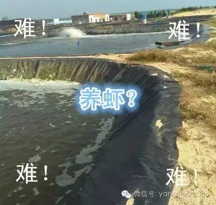 室内养虾秘诀,养虾新思路