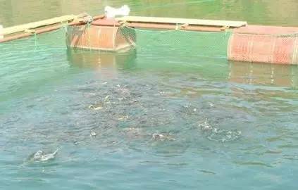 海水养殖罗非鱼养殖新模式,红罗非鱼的养殖方法和注意事项