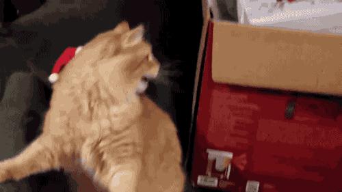 宠物征集活动,宠物征集令