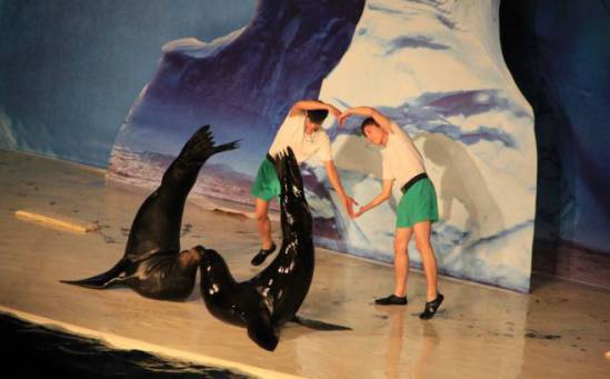 萌萌哒海狮空降海口，竟然还有这样的水上活动！