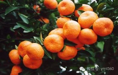 2021南丰蜜桔价格预计,今日南丰蜜桔收购价