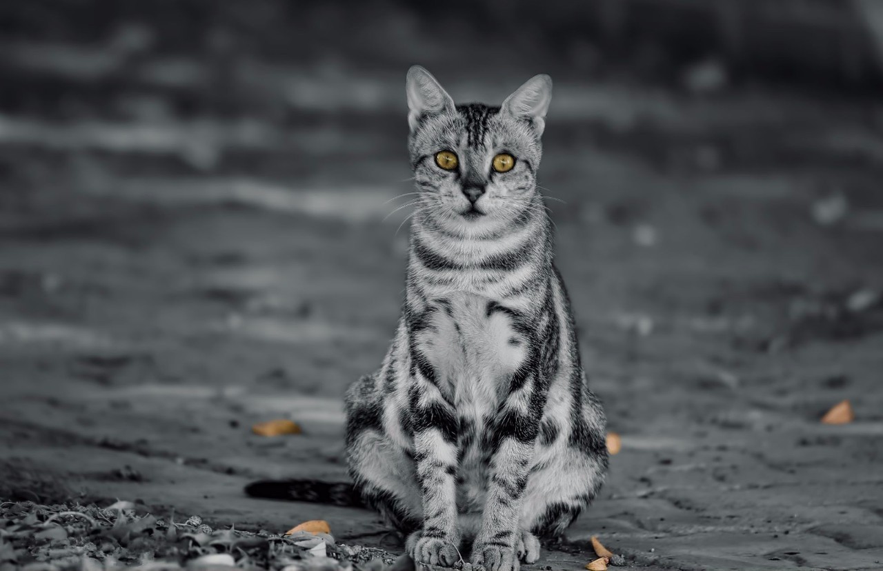 猫奴最多的国家,各国猫奴的生活