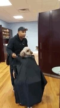 主人给狗狗剃光毛狗狗闷闷不乐,主人给狗狗剃毛只剃了头