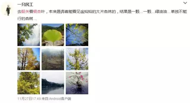 南雄看银杏值得去吗,南雄看银杏攻略