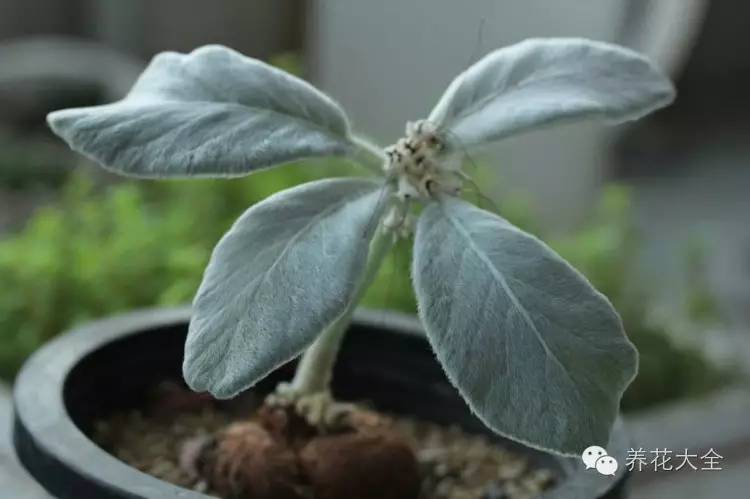 稀有和昂贵的多肉有哪些 (五种濒临灭绝的多肉)