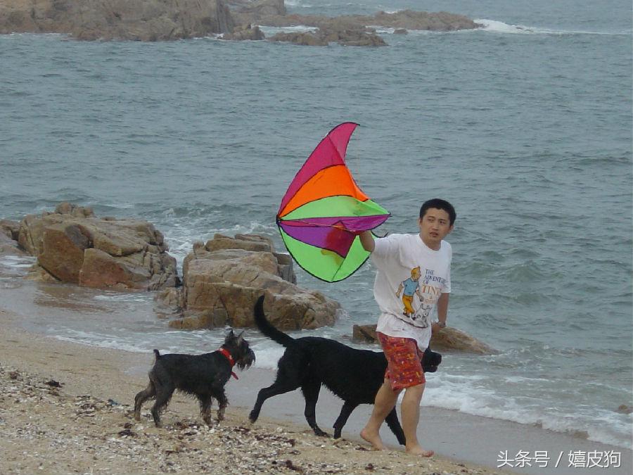 大狗黑色黄色,大狗黑灰色