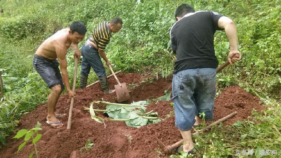 大狗黑色黄色,大狗黑灰色