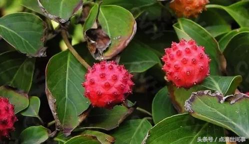 生长在山野的“山荔枝”俗称“黄鸡卵”，它的药用功效还真不少