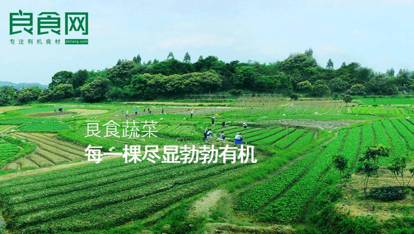 良田风采：联姻！中粮我买网看中良食网啥？