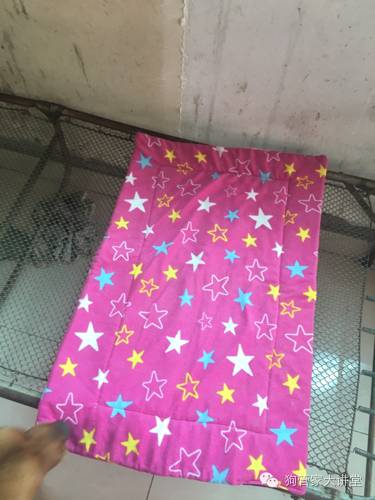 金毛从成年开始养,金毛养成