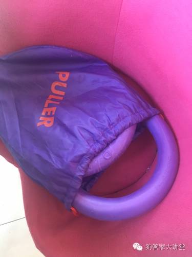 金毛从成年开始养,金毛养成