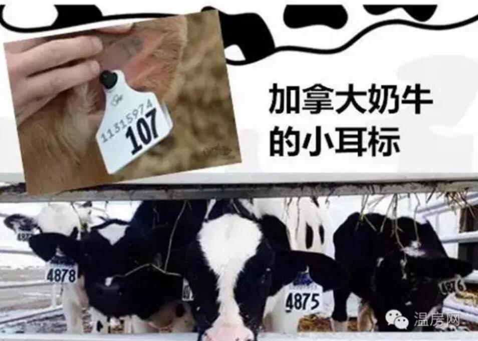 加拿*奶大**粉全世界最好，亲爹亲妈快来买吧！