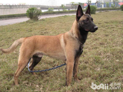 三大护卫犬哪一个最适合新手,又强又不失美观的护卫犬