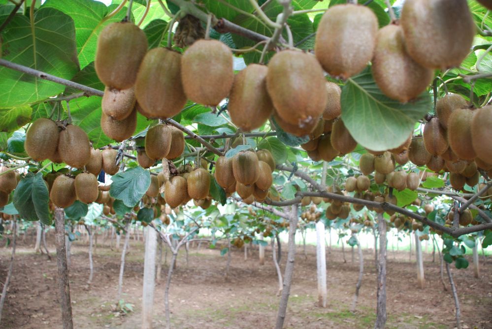 陕西眉县猕猴桃走向世界,陕西眉县猕猴桃与山东博山猕猴桃