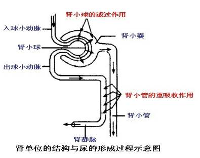 水要多久才能形成尿液,水要多久才能结成冰