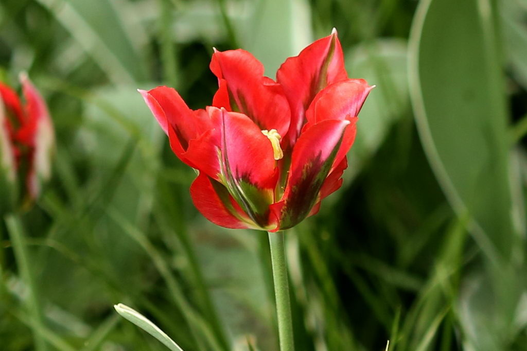 闃冲厜涓嬩簲棰滃叚鑹查儊閲戦鍥剧墖澶у叏,鏂囪壓娓呮柊鐨勯儊閲戦鍥剧墖澶у叏