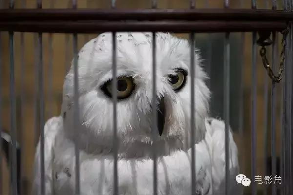 神奇动物在哪里28个彩蛋,神奇动物在哪里2结尾彩蛋