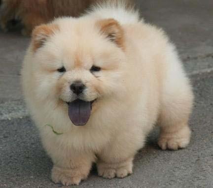 松狮幼犬萌宠,萌宠成长系列松狮犬