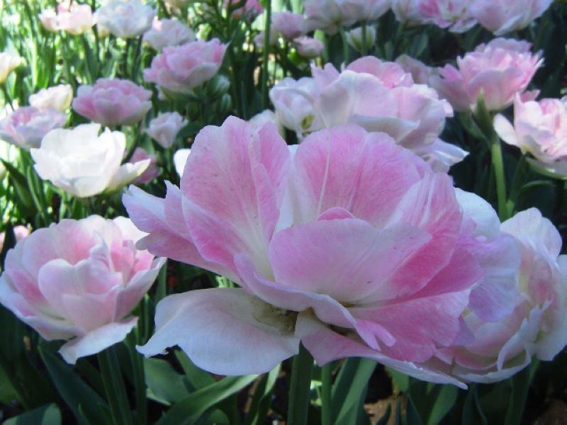 闃冲厜涓嬩簲棰滃叚鑹查儊閲戦鍥剧墖澶у叏,鏂囪壓娓呮柊鐨勯儊閲戦鍥剧墖澶у叏