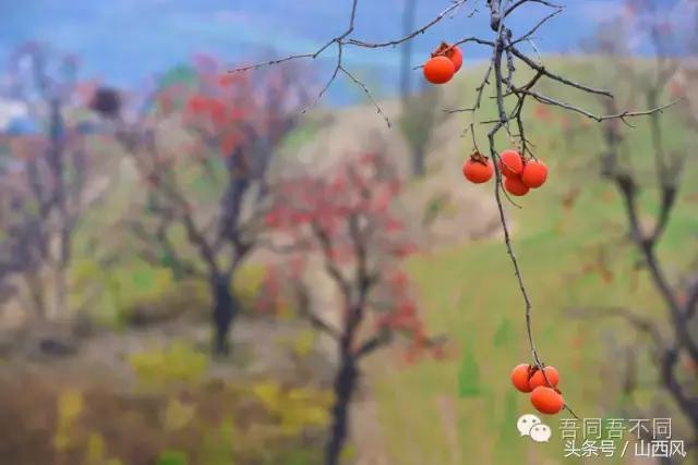 柿子冷落寒风里——稷山游子在深情回望