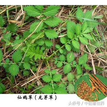 龙芽草有降血糖的作用吗,龙芽草功效作用