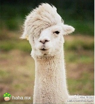 羊驼怎么吃才好吃,羊驼的生态习性