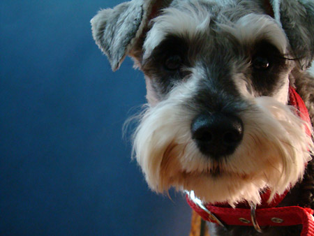 淮南萌宠雪纳瑞,家有萌宠雪纳瑞